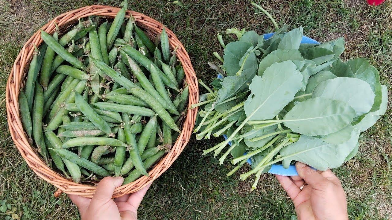 Kashmiri style mattar te haakh recipe 😋 (fresh pea🫛with collard greens)👍