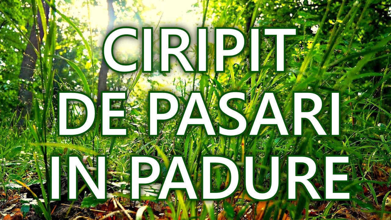 4K Sunete din Natura Ciripit de Pasarele In Padure Pentru Meditatie, Somn, Relax TGB Nature Sound