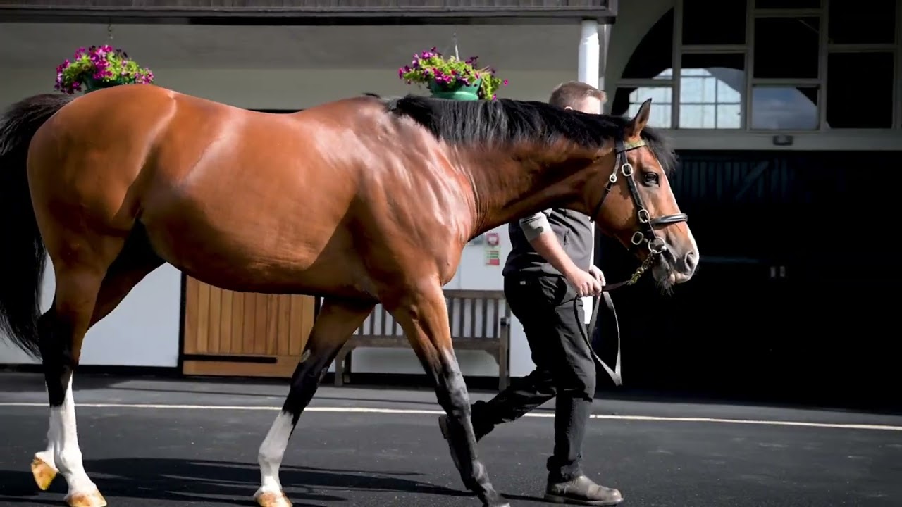 Rajasinghe - Breed For The Big Day