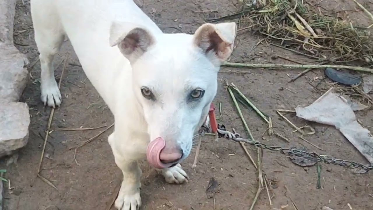 Dog tmasha.duks and mag Dana Kha the hen