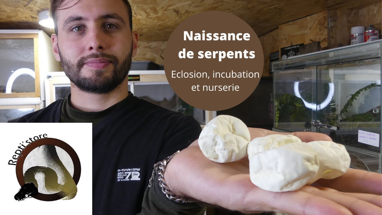 Naissance de serpents !!! ( éclosion, incubateur et nurserie )