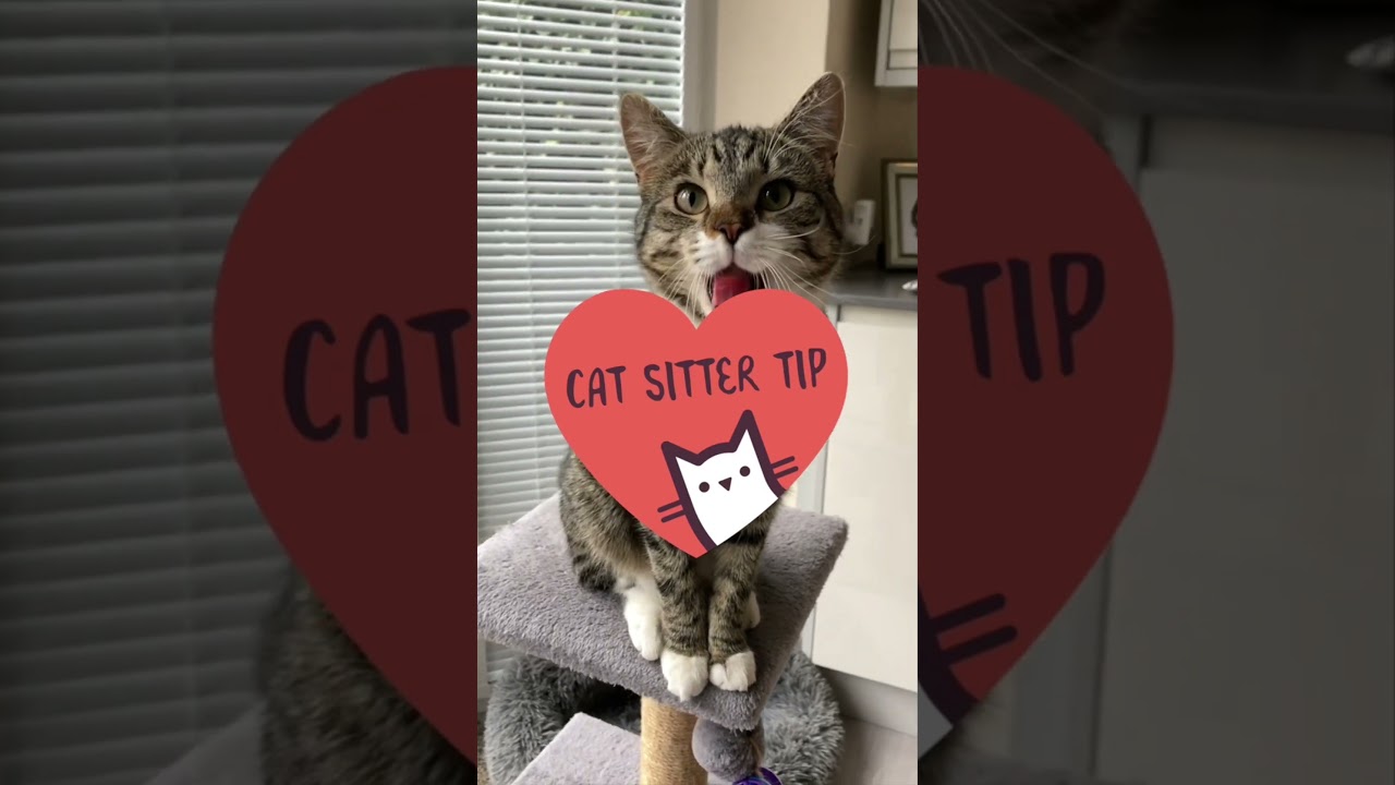 Cat Sitter Tip: Let the cat come to you 😽 #catinaflat #catsitter #cattips #shorts #catcare #cat