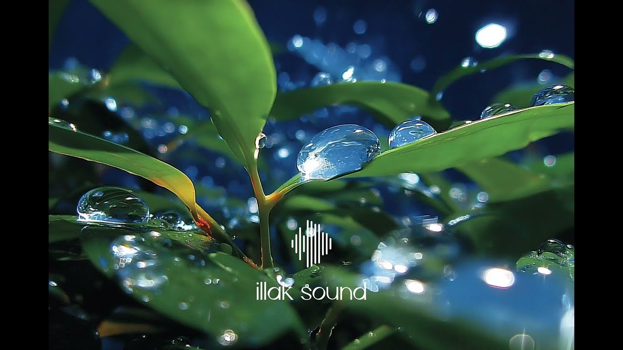Raindrops on Green Leaves / night sleep