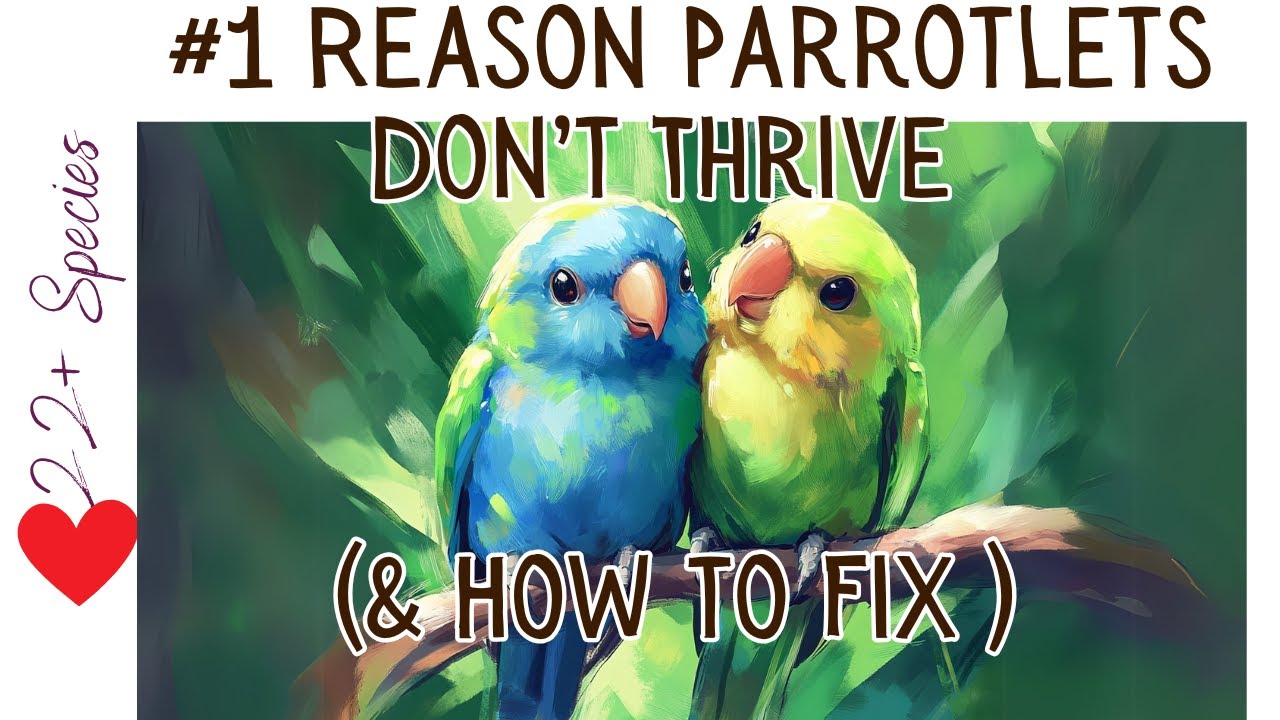 The #1 Reason Parrotlets Don’t Thrive (And How to Fix It!) | #parrot_bliss #birds #parrotlet