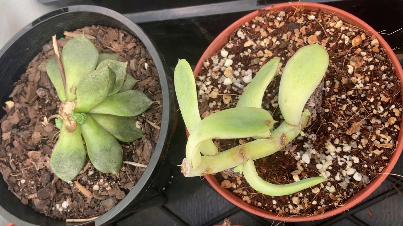 Update on beheaded succulents- 18 days later..