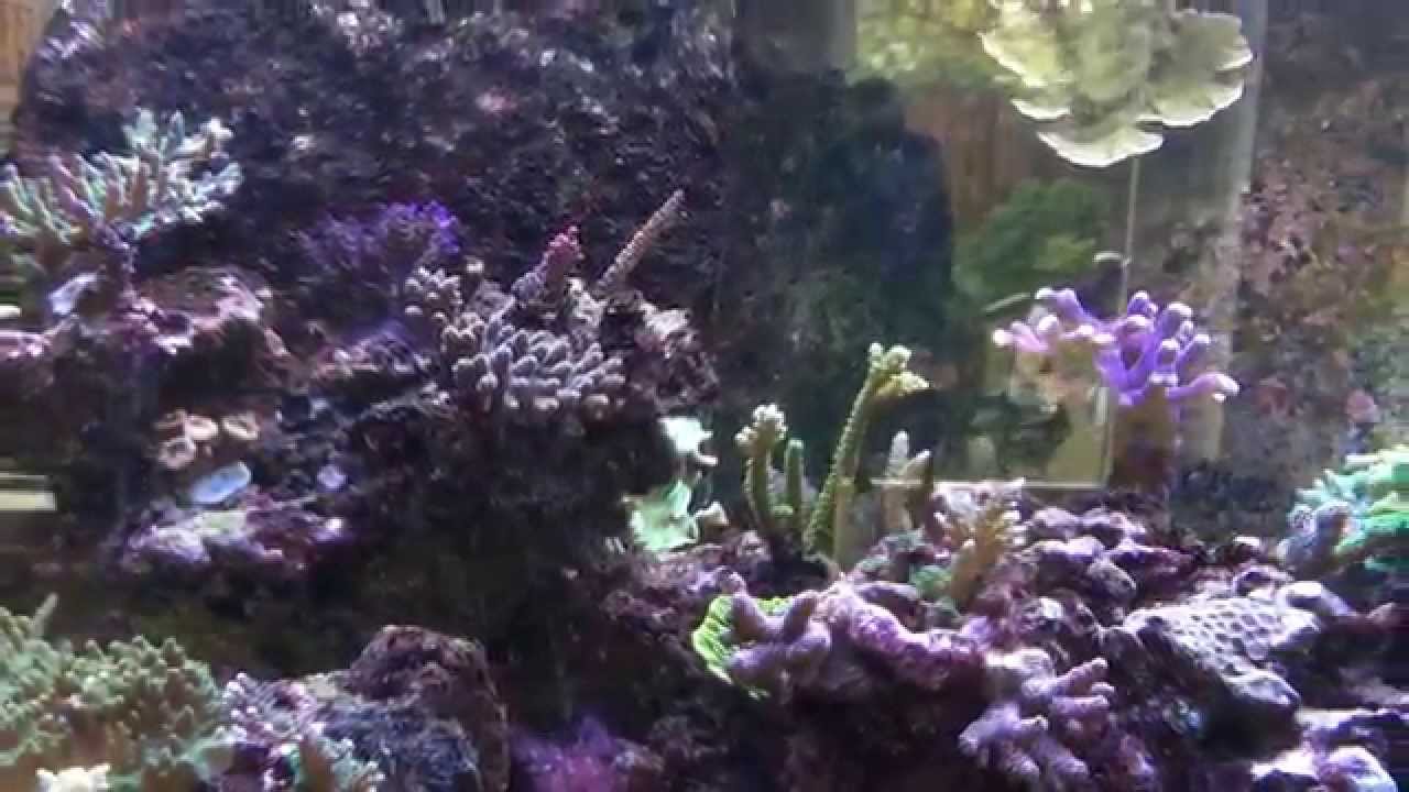 500 liter DSR Aquarium 23 mei 2015