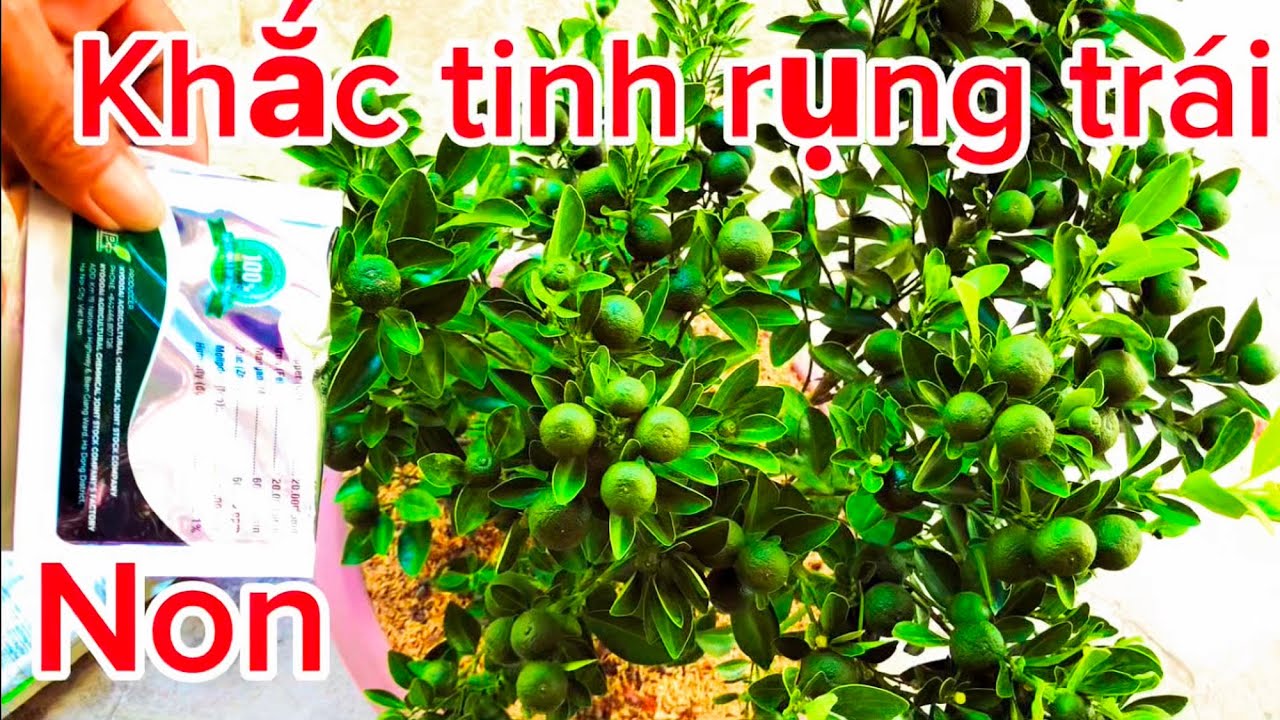 Bón loại phân này trái đậu kín cây từ gốc tới ngọn ngay lập tức 