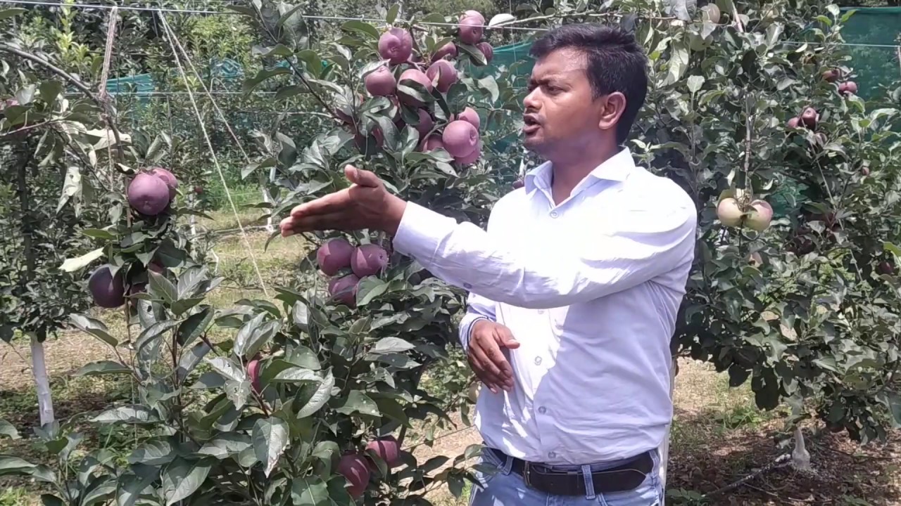 High Density Apple | Varieties | Training System | M.9 | Dr YSPUHF | Solan | HP | Dr N Singh