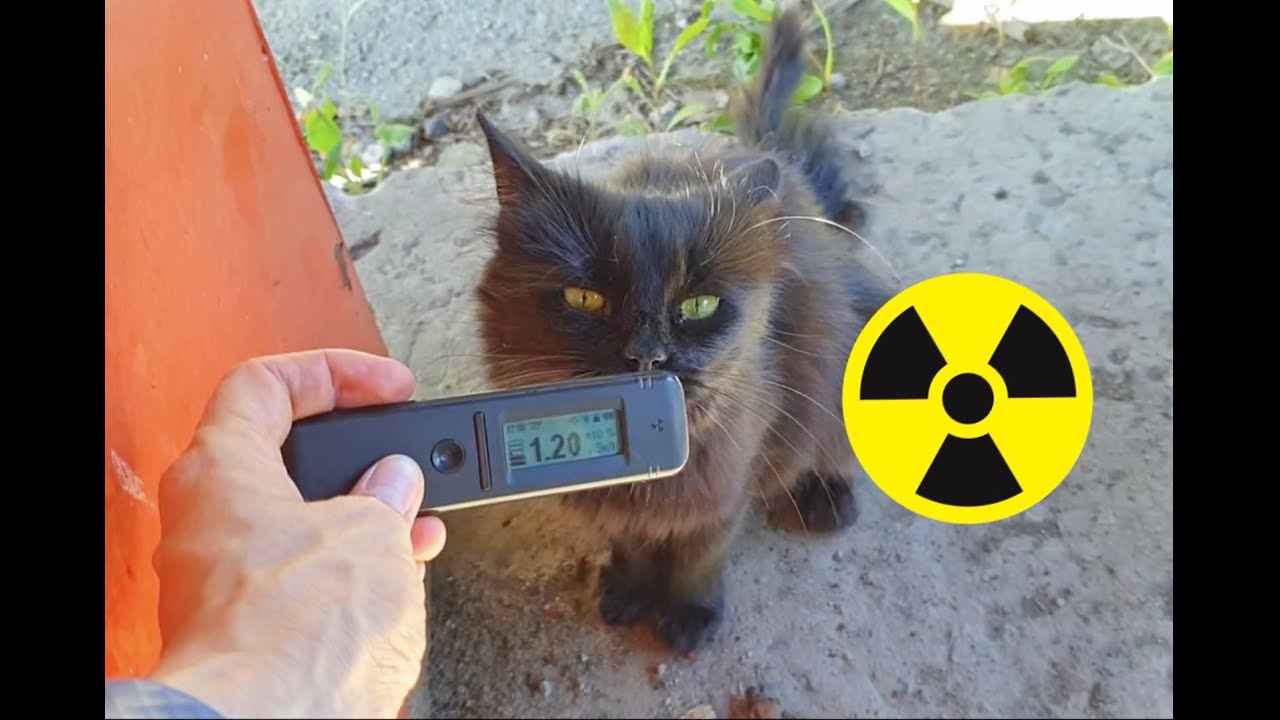 Radioactive Cat Guard of a Soviet tank in Chernobyl