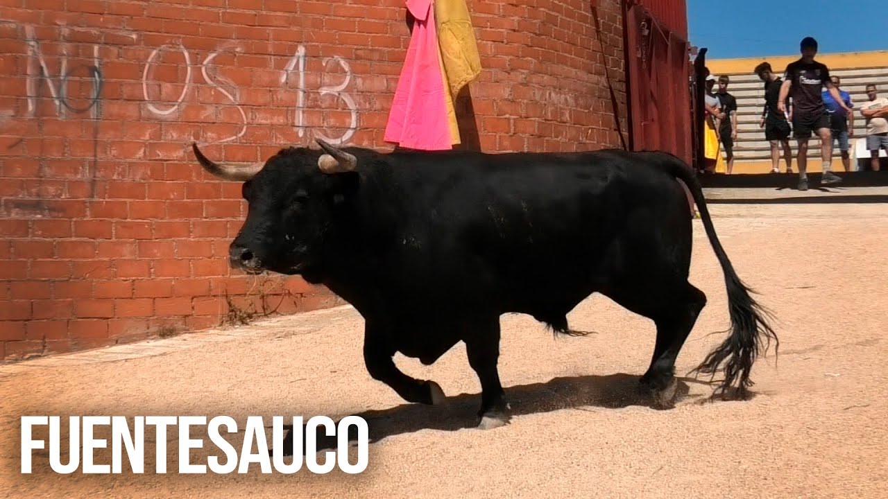 Fuentesaúco 2025 Toro del Cajón y Encierro