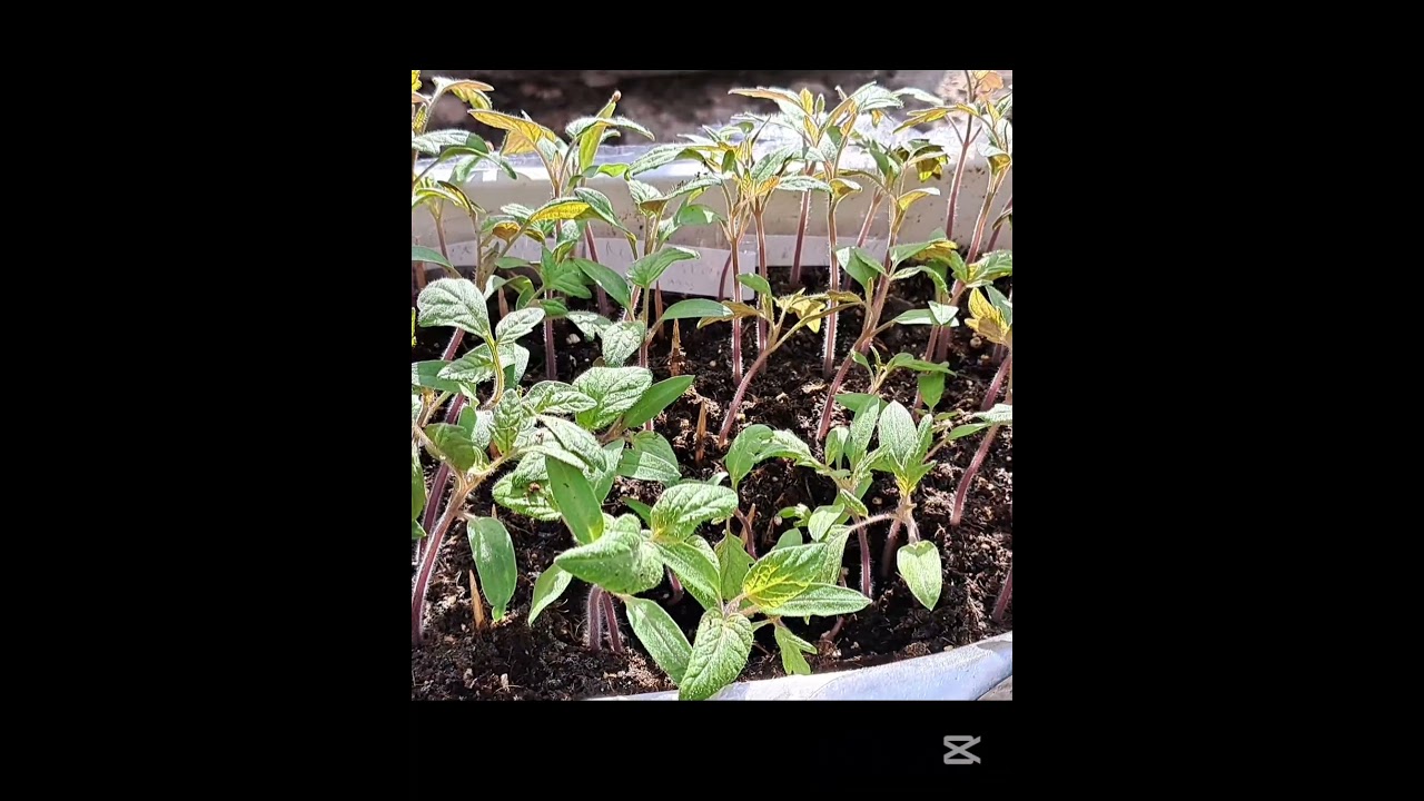 Време е да пикираме доматите  #пикиране #домати #tomato #градина  #разсад