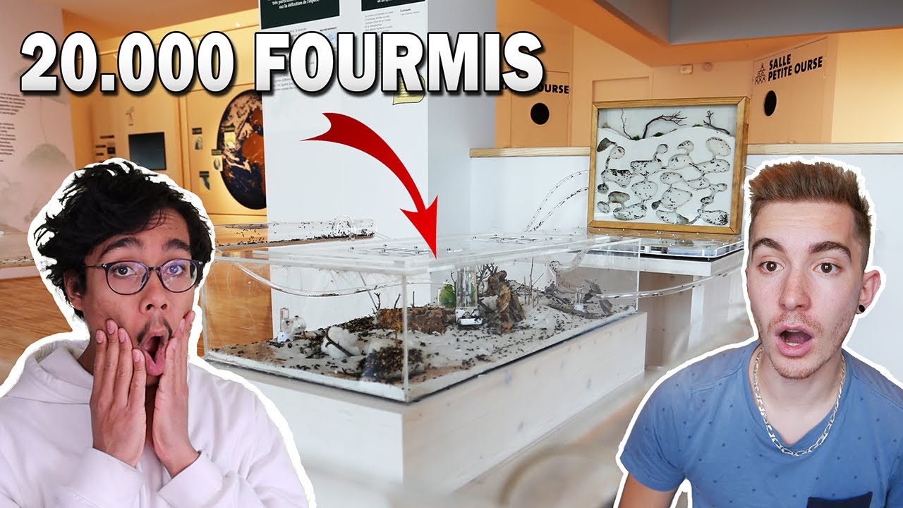 ON DÉMÉNAGE UNE ÉNORME COLONIE DANS UN MUSÉE !! Ft Fourmis.bio & Le Tillythropode