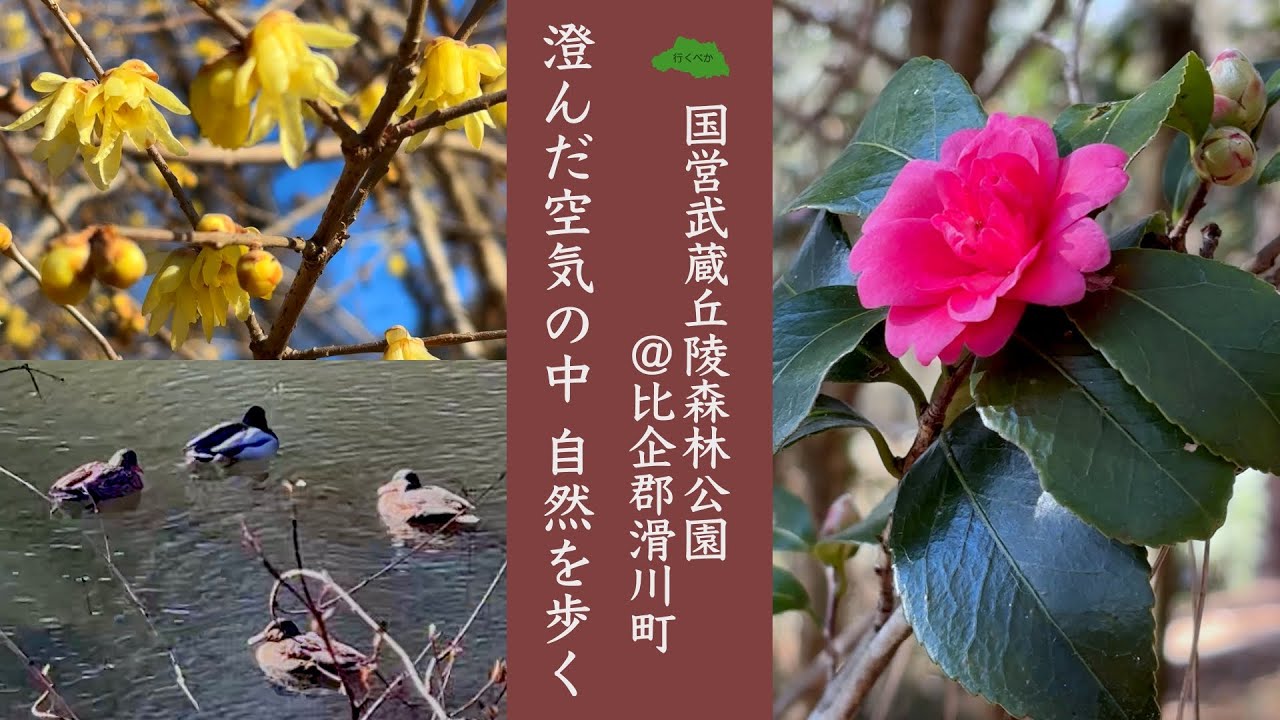 【埼玉】【滑川町】1月上旬・国営武蔵丘陵森林公園の見所