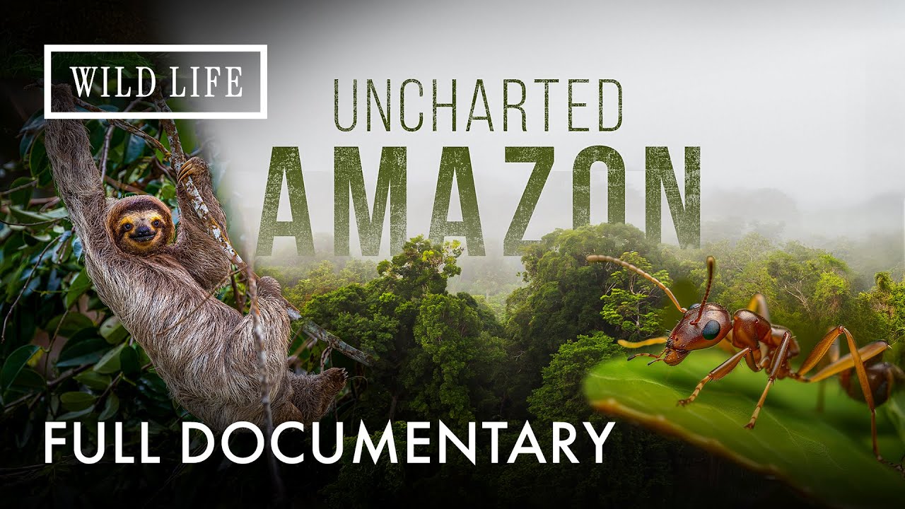Amazon Awakens: Animals Dance with the Storm | Uncharted Amazon | Full Documentary