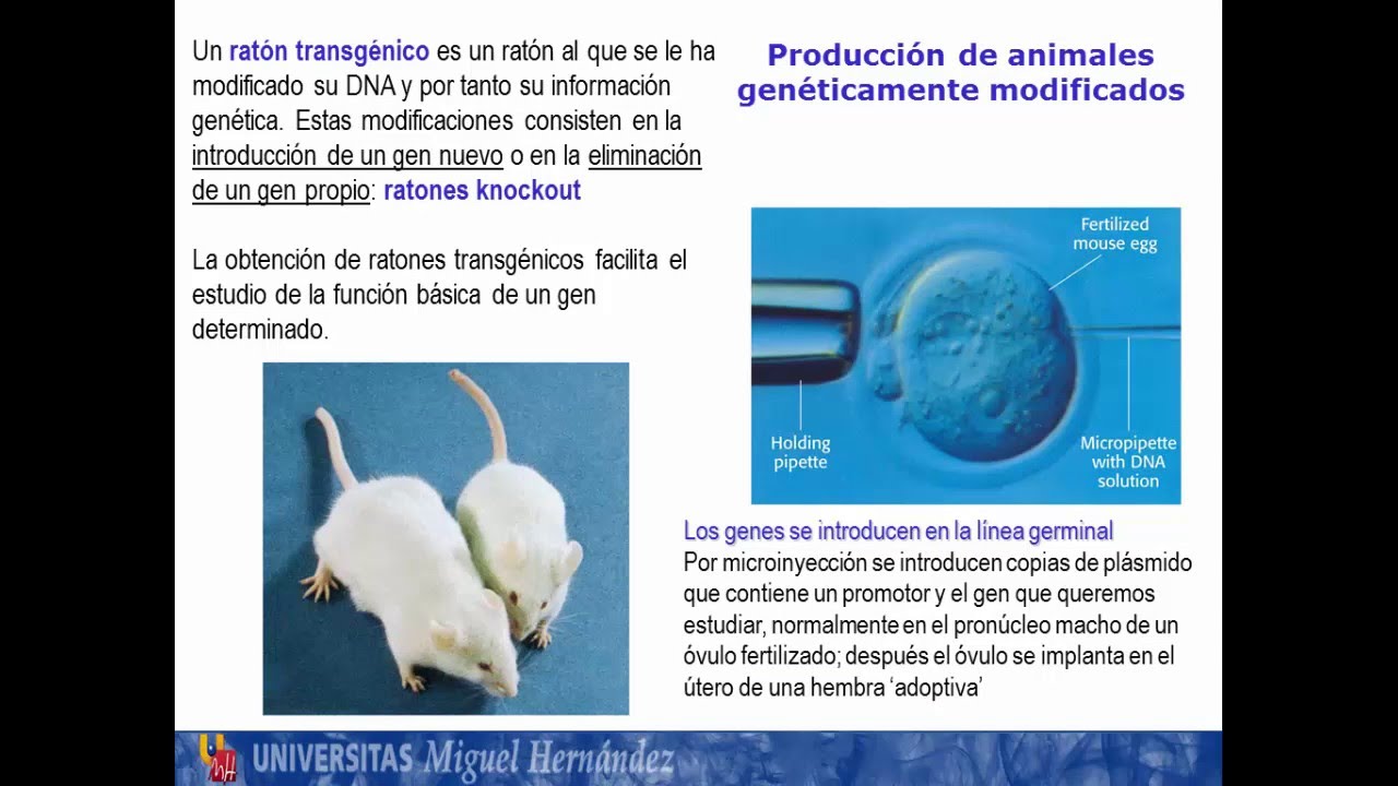 Tema 5.8 Técnicas de biología molecular (umh1163)