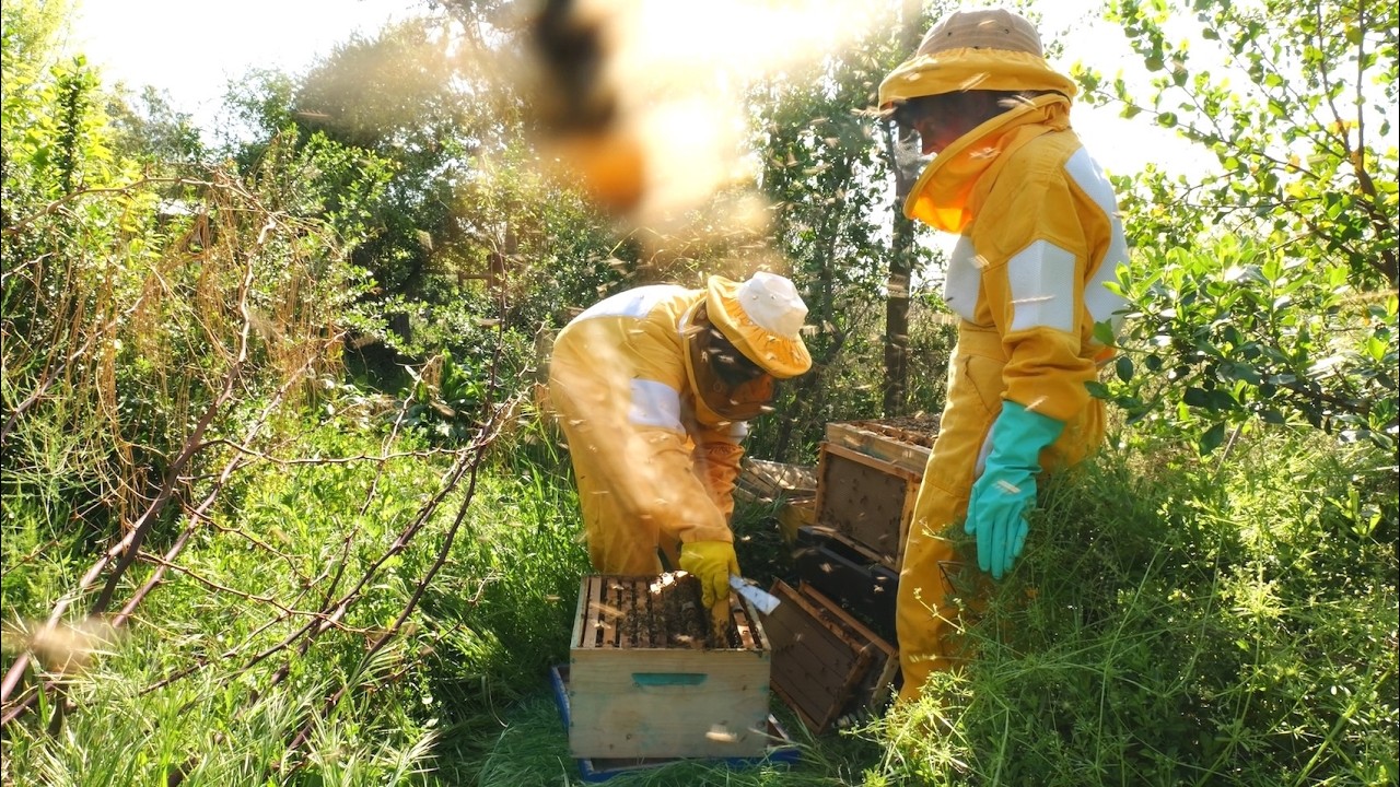 🐝 Al fin me atreví! 🐝🐝🍯🍯 | Entré a la #Colmena La huerta produce el triple con #Abejas 💚
