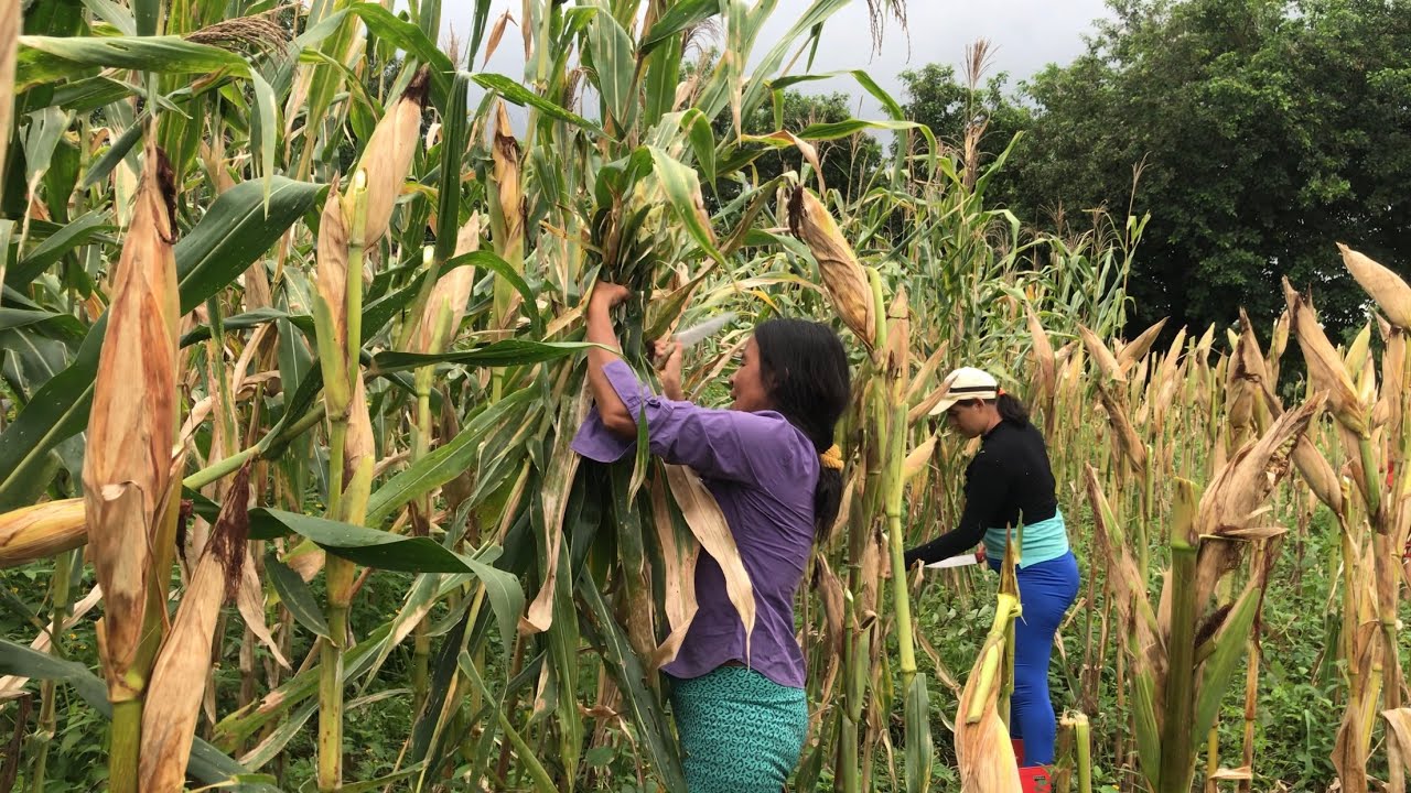 La Despunta de la milpa en Usulutan, El Salvador