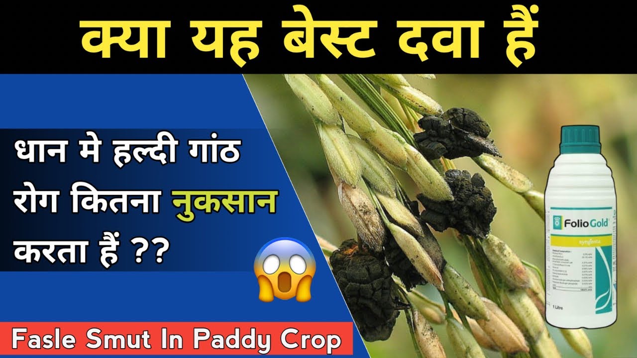 धान में False Smut ( हल्दी गांठ रोग ) की बेस्ट दवा | Syngenta Folio Gold Fungicide | Rice कंडुआ रोग