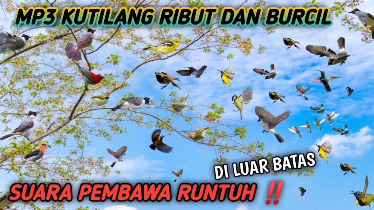 suara pikat burung kutilang vs burung kecil! MP3 ini cocok buat nipu