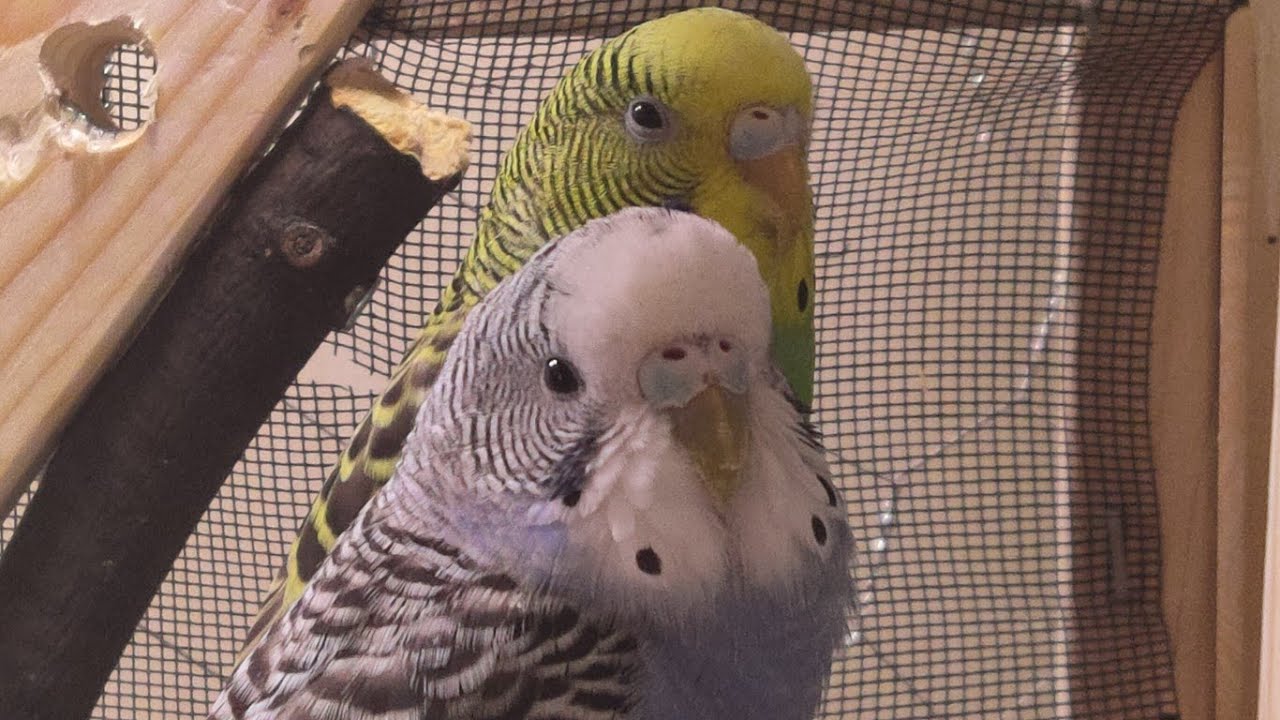 8 Hours Happy Sounds for Sad and Lonely Birds | Live Sound Therapy |