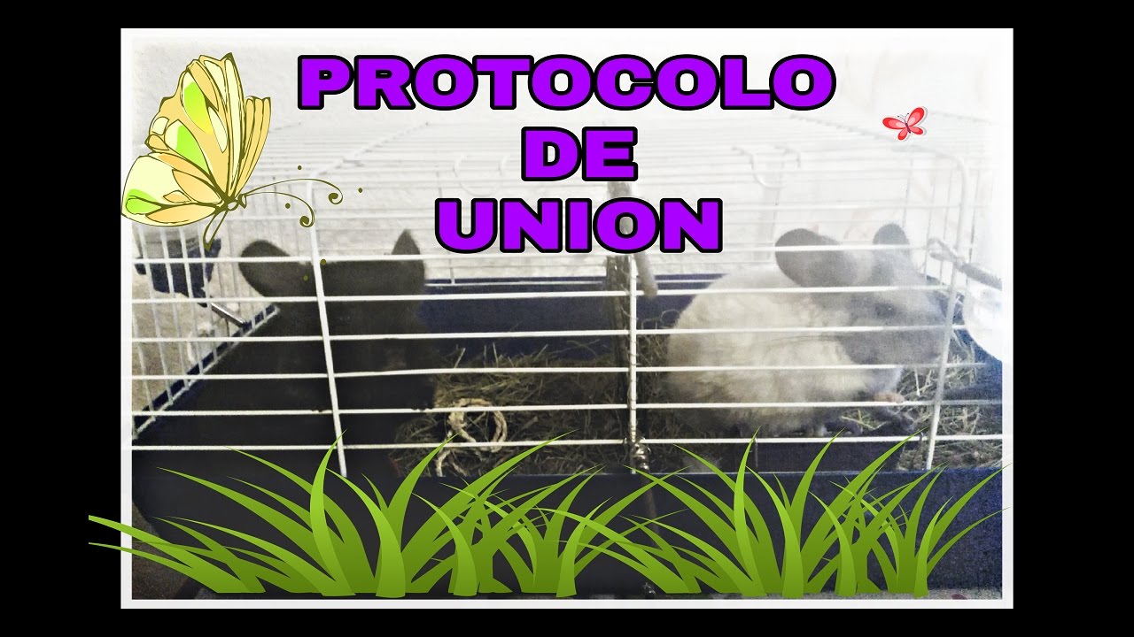 Chinchilla. PROTOCOLO PARA JUNTAR CHINCHILLAS