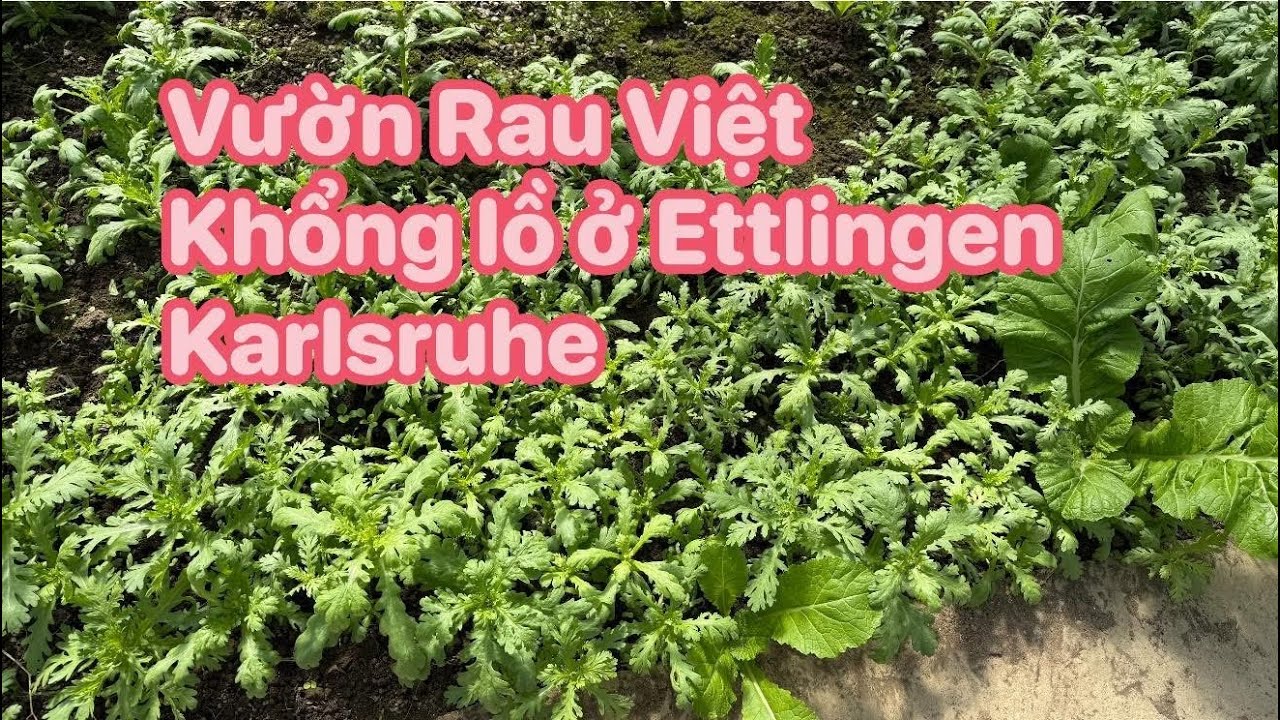 235🇩🇪Chợ Rau,cây Giống VN Khổng lồ Ettlingen/Ka /Địa chỉ ở phần Mô Tả