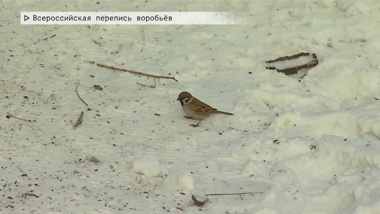 Время местное. Эфир: 10-02-2026 - Всероссийская перепись воробьёв