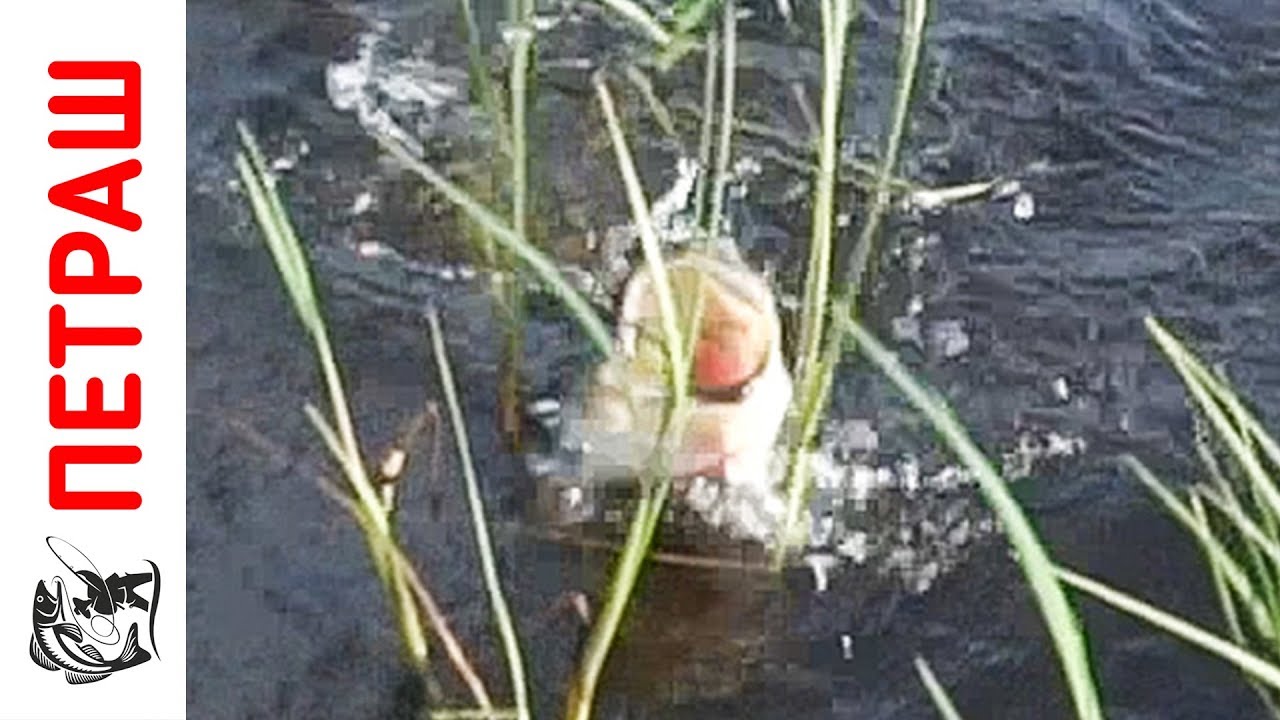 ОКУНЬ с ОГРОМНОЙ пастью!!! Ловля окуня в камыше! Мечты вдали от дома - часть 1