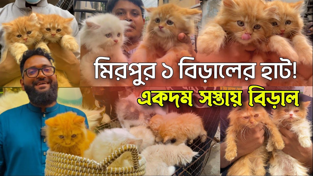 একদম সস্তায় বিড়াল | মিরপুর‌ ১ বিড়ালের হাট | @DewanPets | Persian cat price in Bangladesh