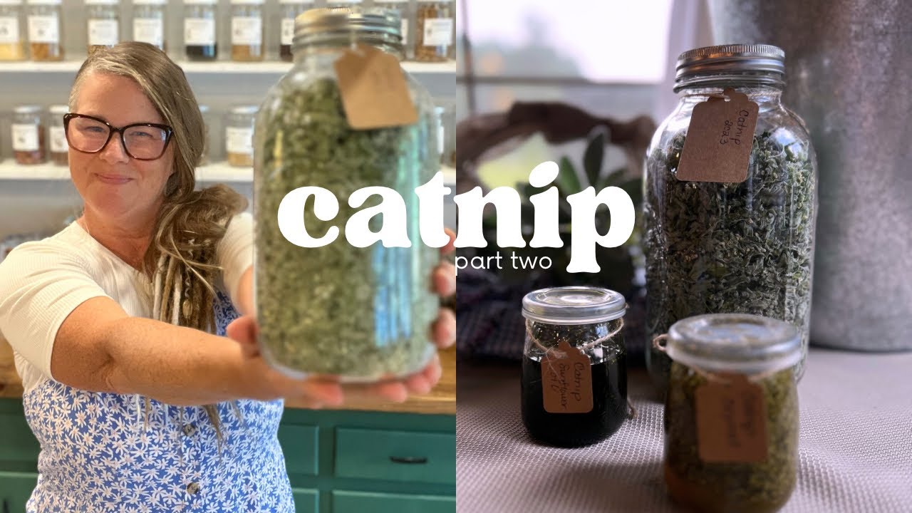 Catnip - Part 2 Three Ways to Use It
