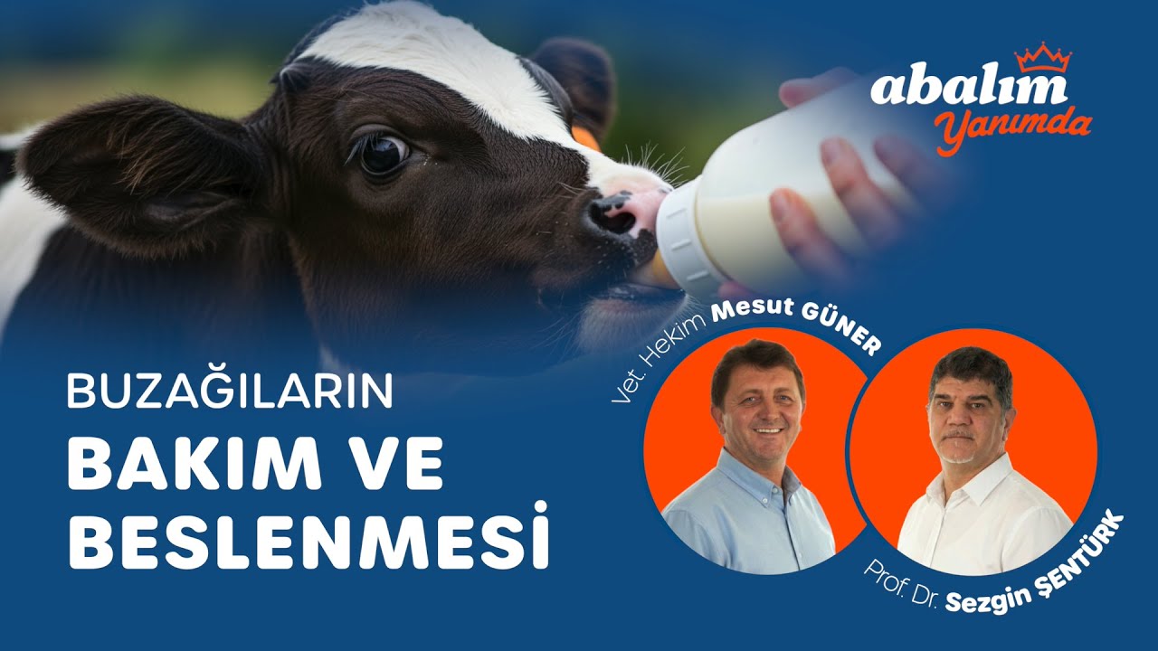Buzağıların Bakım ve Beslenmesi