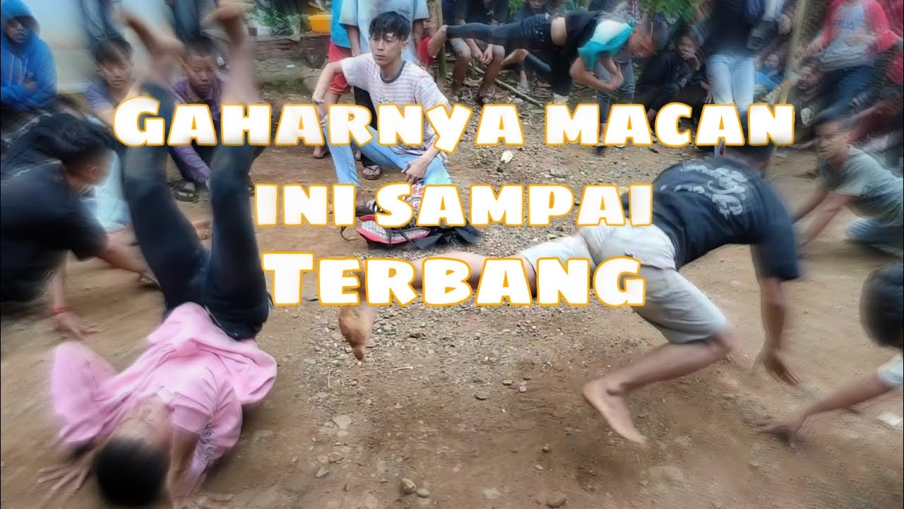 GANASNYA JANTURAN MACAN | MACAN INI SAMPAI TERBANG -TERBANG