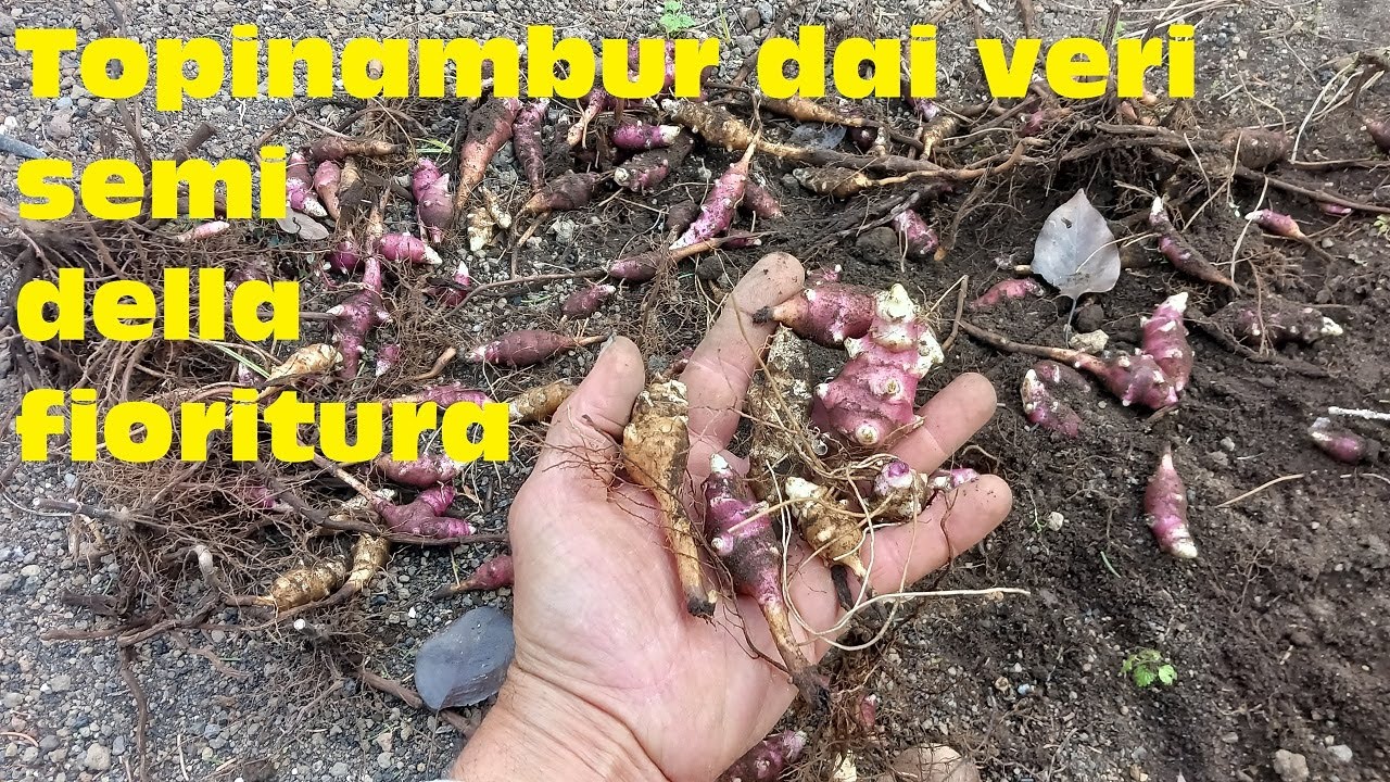 Topinambur dai veri semi della fioritura
