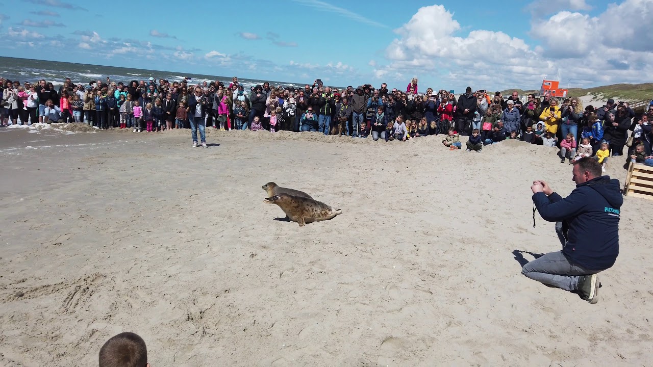 Zeehondenvrijlating op het strand van Callantsoog