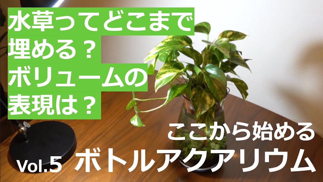 アマゾンチドメグサ植栽！長さとレイアウトイメージ！