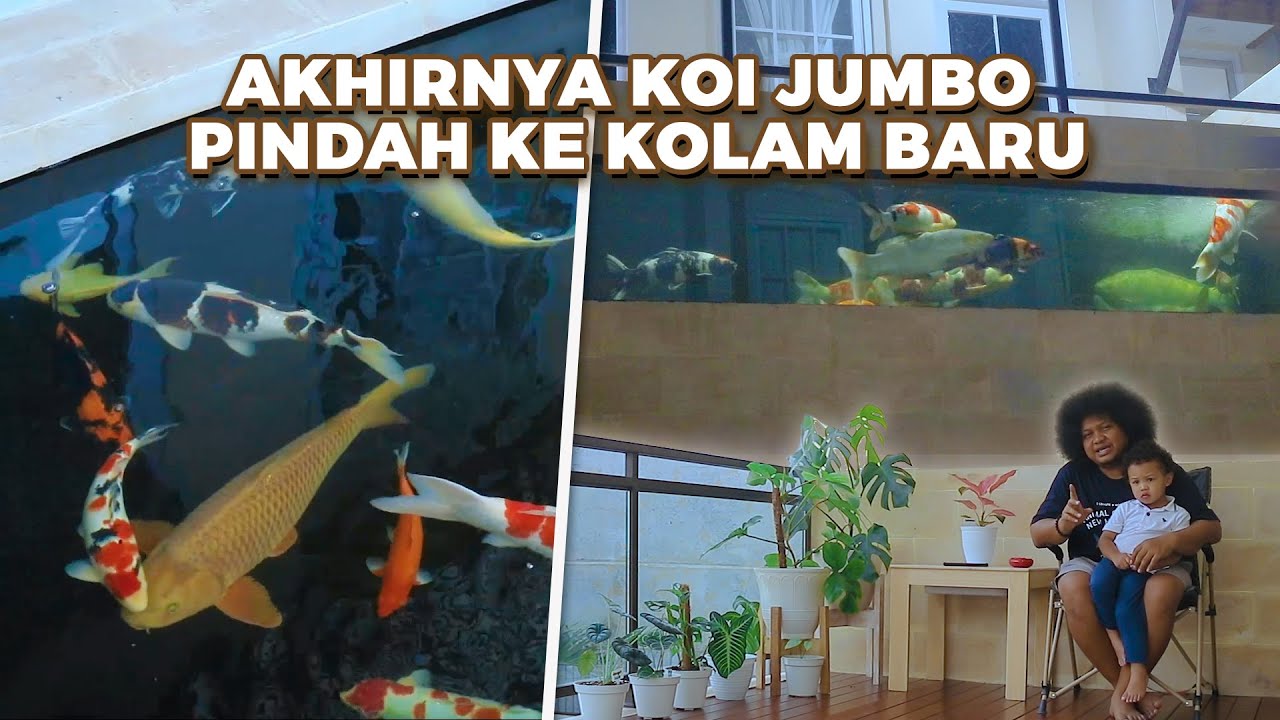 KOLAM DI ATAS GARASI BABECABITA AKHIRNYA TERISI FULL KOI JUMBO  | BABE FISH