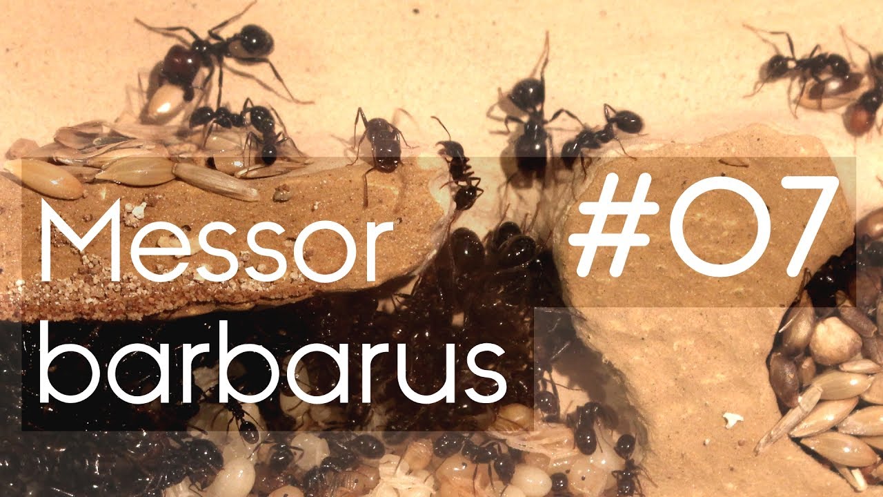 Messor barbarus - 07 - The Big Move into a New World