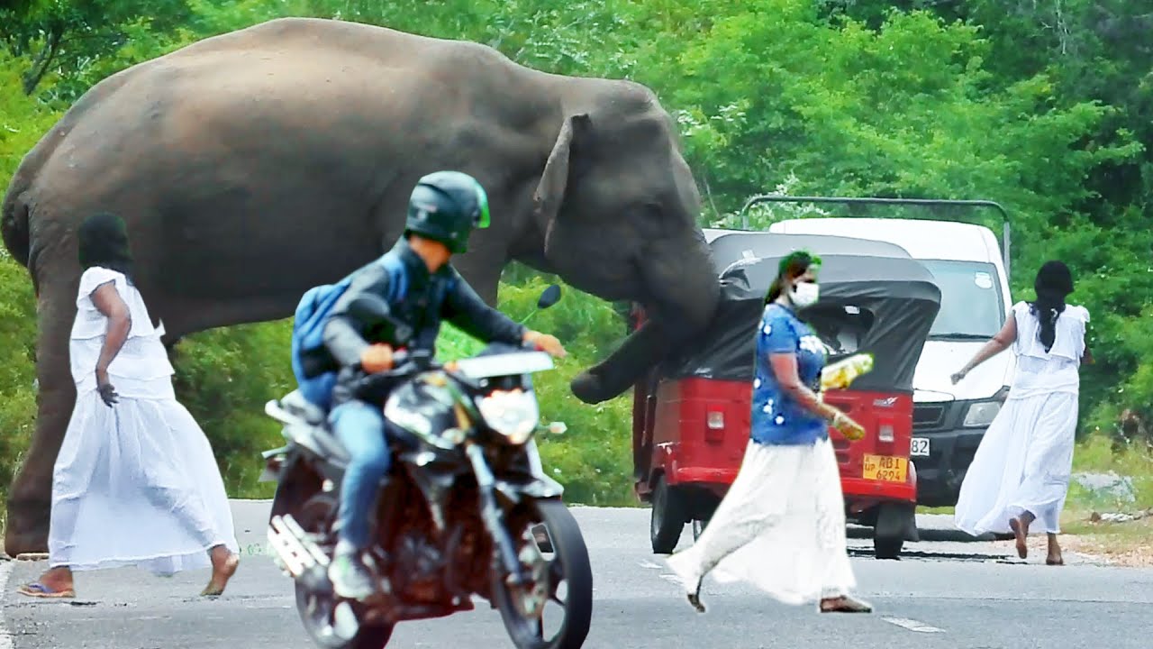 An elephant attack on a three-wheeler  The women there run ..