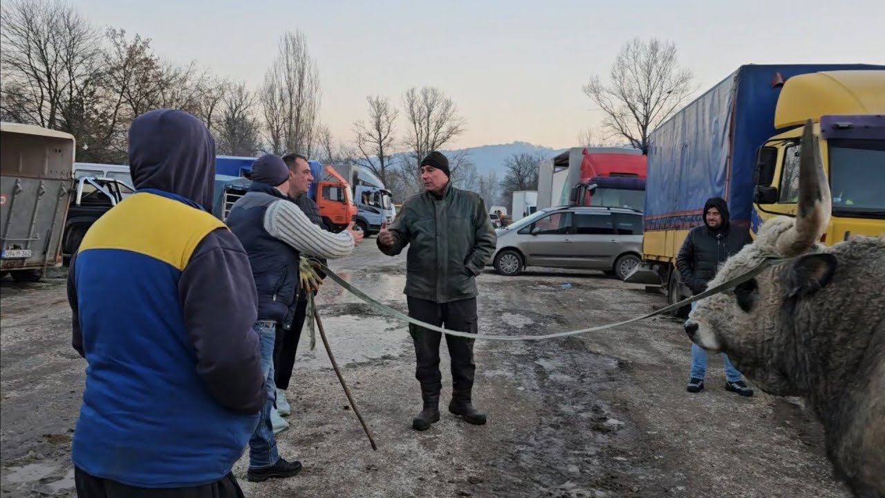 VISOKO pijaca prodan Bik od 5000 km ! Bogat izbor i pazari.