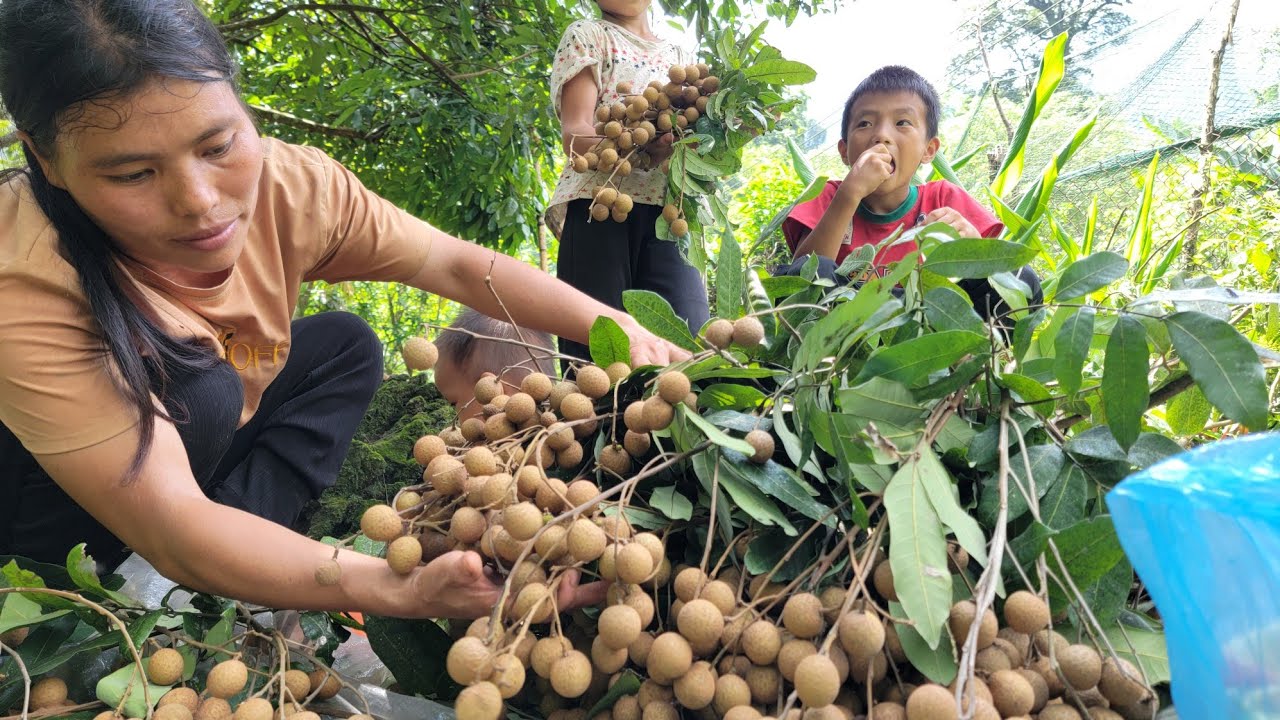 Mrs. Dia and her children harvest longan and bring it to the market to sell.