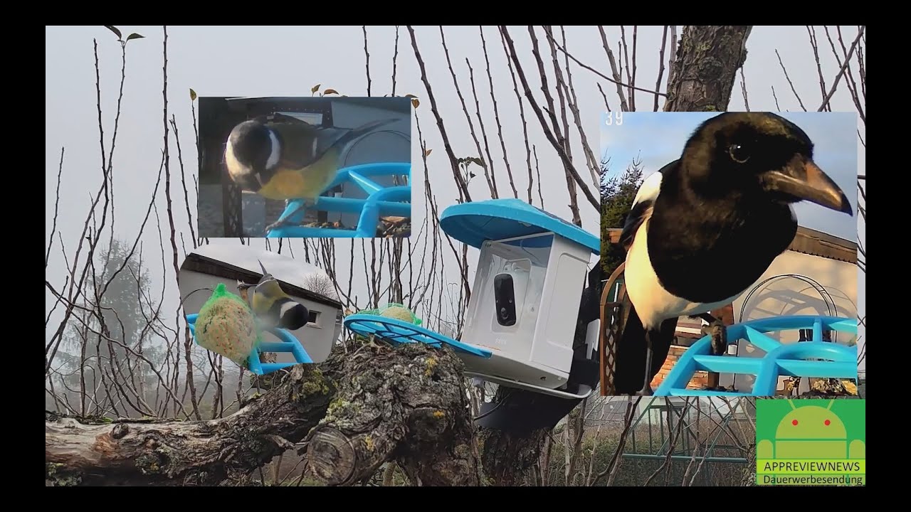 Faroro Vogelhaus mit Kamera: Faszinierende Vogelbeobachtung in Echtzeit! & aus der Cloud