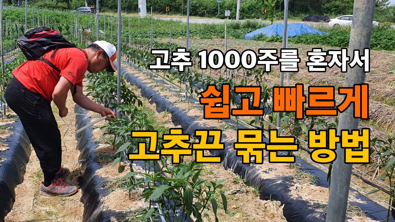 고추끈 매는법 /고추끈 단단히 고정하기 / 고추끈 쉽게 작업하는 꿀팁 / 고추끈 묶는 방법 / 1000주 고추 혼자서 쉽고 빠르게 매는 방법