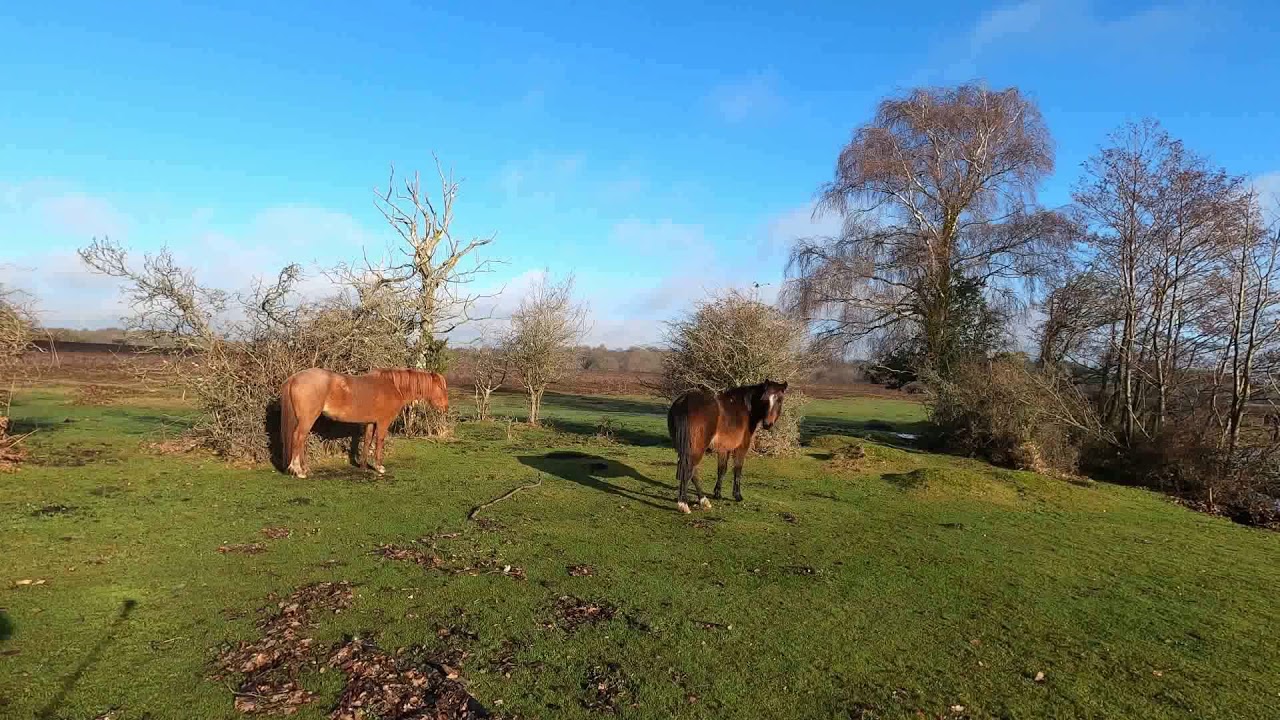 Longwater stream restoration in the New Forest