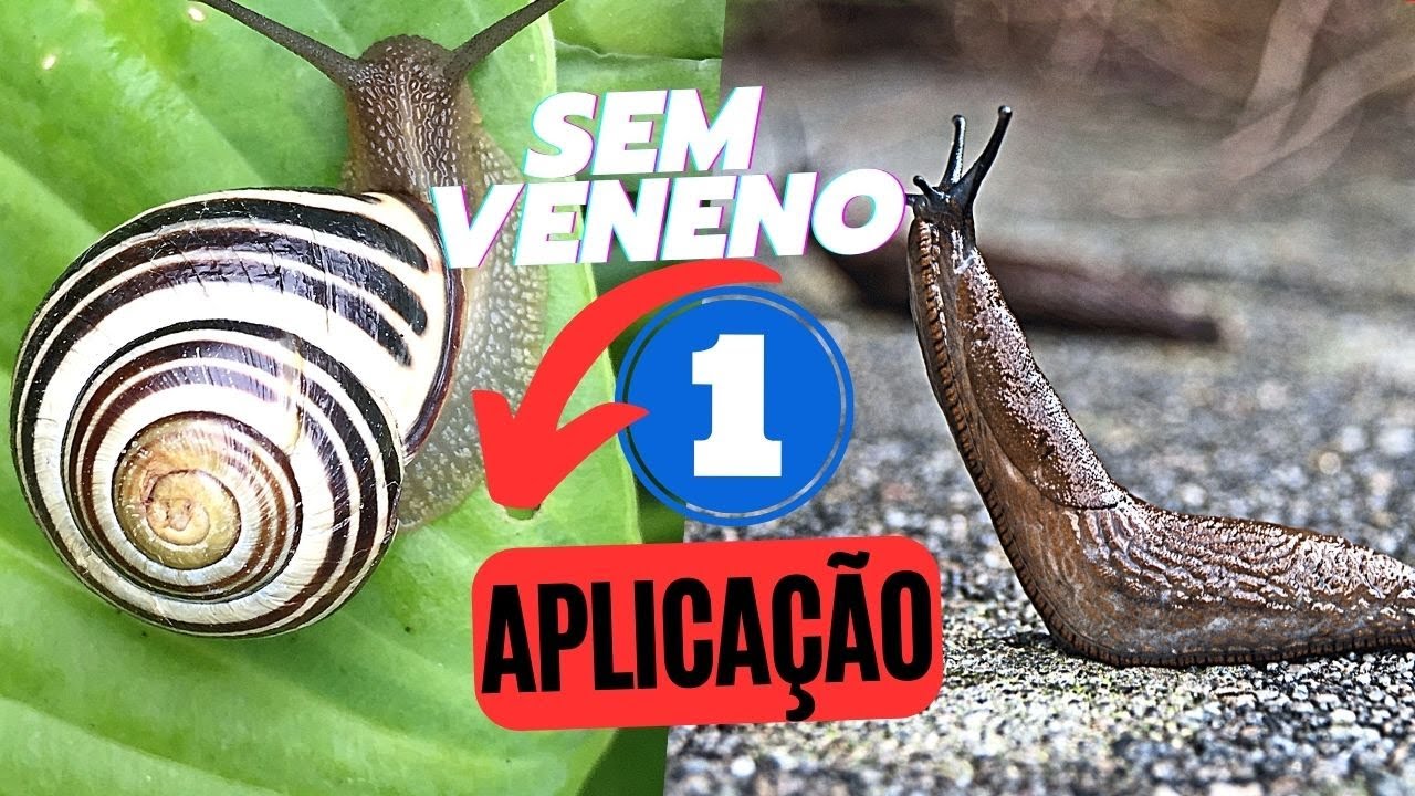 SEM VENENO  Em Minutos Elimine Lesmas, Caramujos e Caracóis Mata Qualquer Inseto