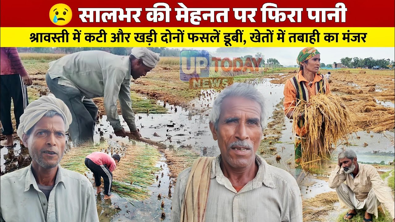श्रावस्ती में बारिश से तबाही! खेतों में डूबी धान की फसल, किसान बेहाल!