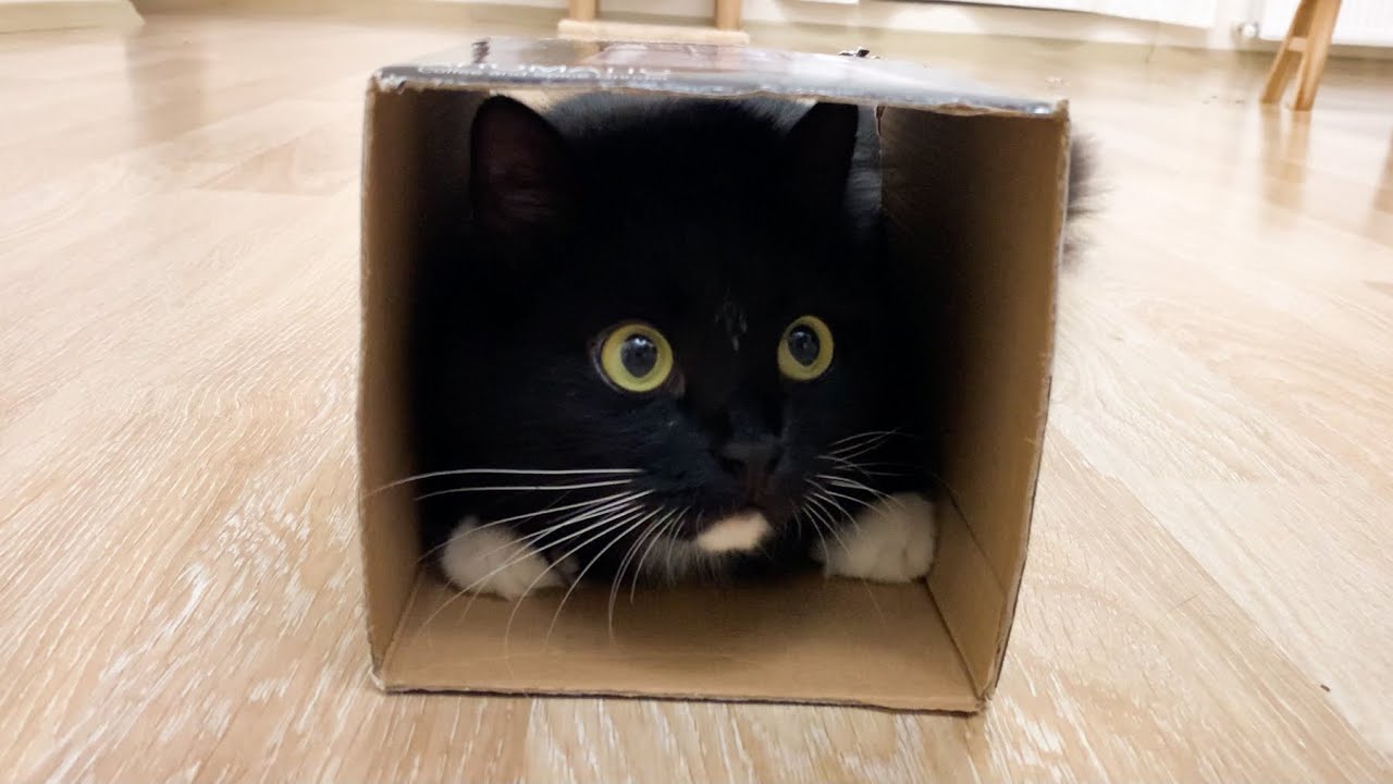 Cats and Box | Uni and Nami sister cats