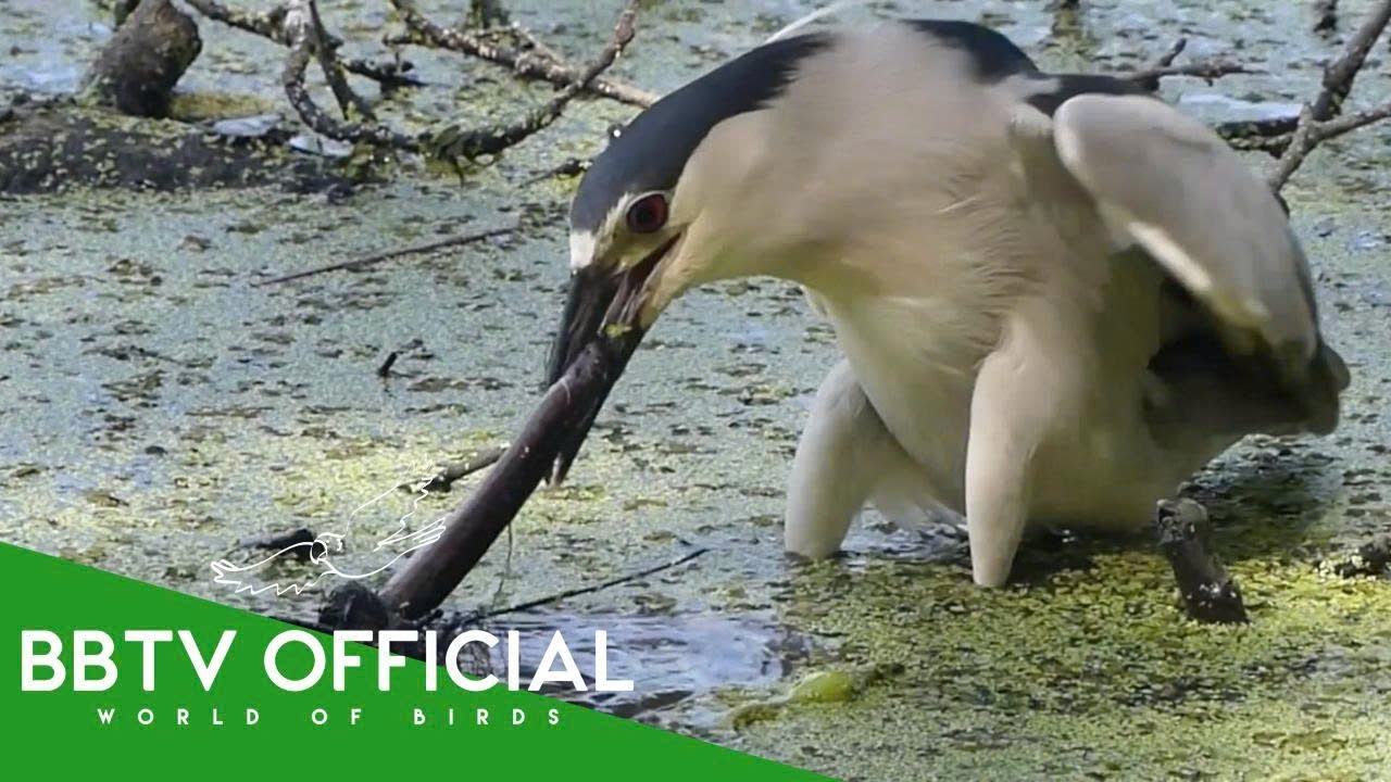 Black-Crowned Night Heron: Silent Assassin of the Wetlands | Animal Documentary