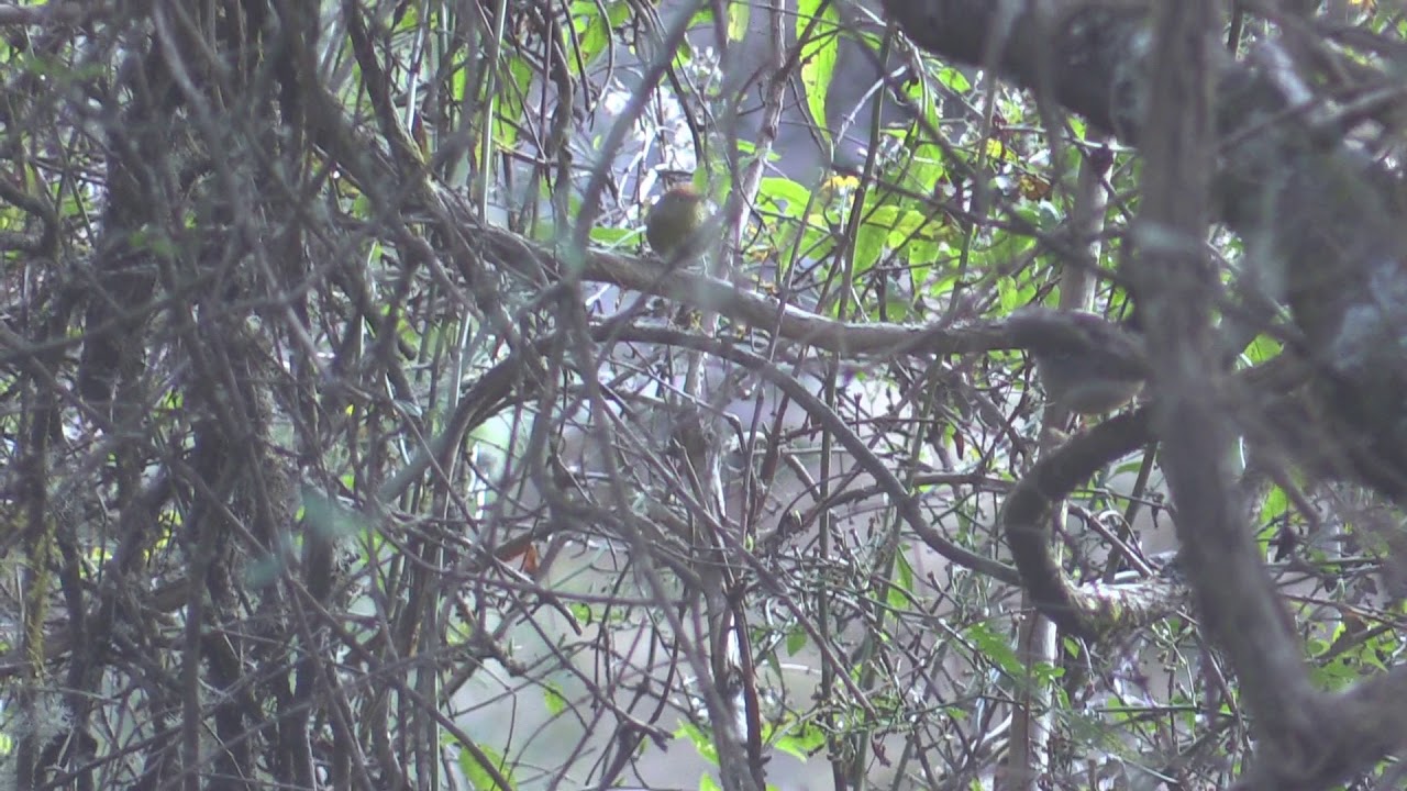 Birds of Taiwan - Babblers, Barwing, Fulvettas, Hwamei, Laughingthrush,  Pipits, Wagtails, White-eye