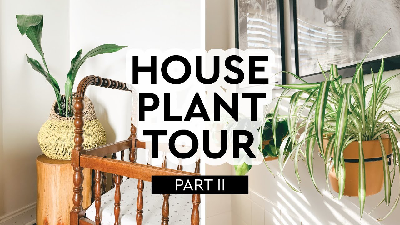 2020 HOUSE PLANT TOUR | Part II | Over 100 Plants in My Collection