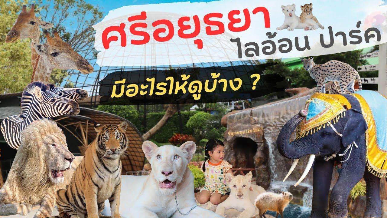 ศรีอยุธยาไลอ้อนปาร์ค มีอะไรให้ดูบ้าง ? | สวนสัตว์อยุธยา Sriayuthaya Lion Park ที่เที่ยวใกล้กรุงเทพ